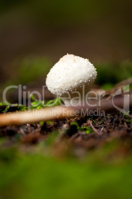 brown mushroom autumn outdoor macro closeup