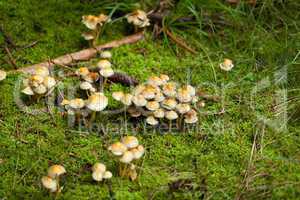 brown mushroom autumn outdoor macro closeup