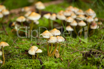 brown mushroom autumn outdoor macro closeup