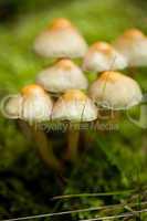 brown mushroom autumn outdoor macro closeup