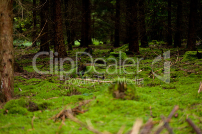 nature forest autumn with green moss and trees