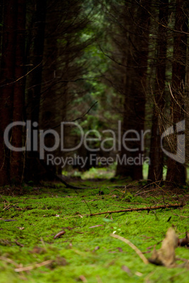 nature forest autumn with green moss and trees