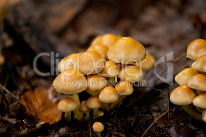 brown mushroom autumn outdoor macro closeup