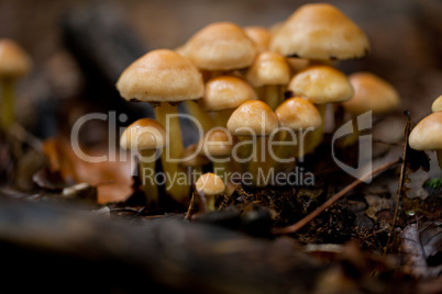 brown mushroom autumn outdoor macro closeup