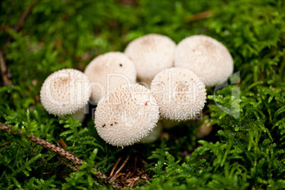 brown mushroom autumn outdoor macro closeup