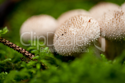 brown mushroom autumn outdoor macro closeup