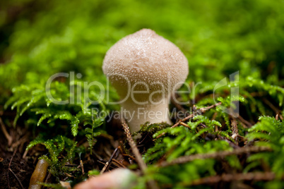 brown mushroom autumn outdoor macro closeup