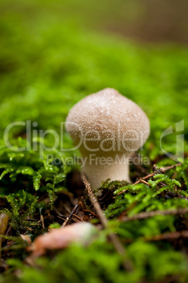 brown mushroom autumn outdoor macro closeup