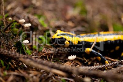 fire salamander salamandra closeup in forest outdoor