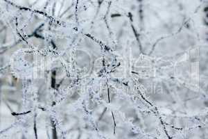 hoarfrost on the branches of trees