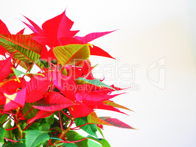 Poinsettia Christmas star