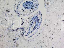 Lily ovary micrograph