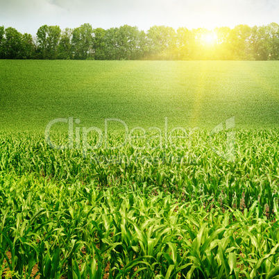 corn field and sunrise on blue sky