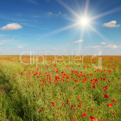 field with poppies and sun on blue sky