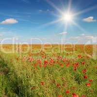 field with poppies and sun on blue sky