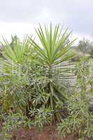 green palm in tropical landscape in summer