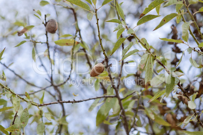 almond nut fruit tree outdoor in sumemr autumn
