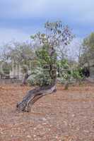 carob tree Ceratonia siliqua outside in summer
