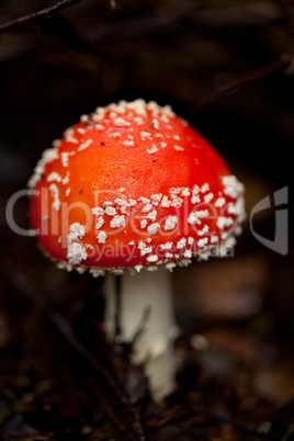 agaric amanita muscaia mushroom detail in forest autumn