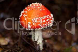 agaric amanita muscaia mushroom detail in forest autumn