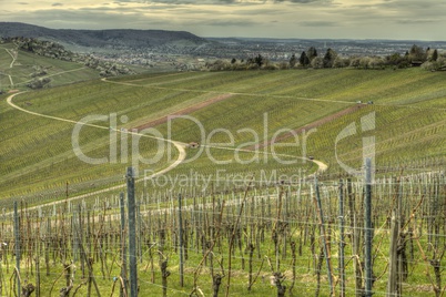 green grapevine in springtime