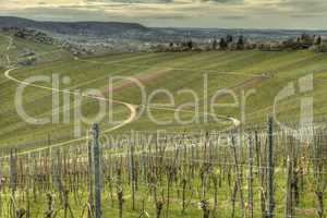 green grapevine in springtime