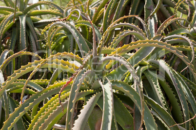 aloe vera cactus succulent plant outdoor