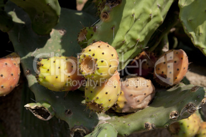 fresh tasty prickly pear on tree outside in summer