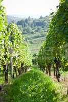 green and red grapevine outdoor in autumn summer