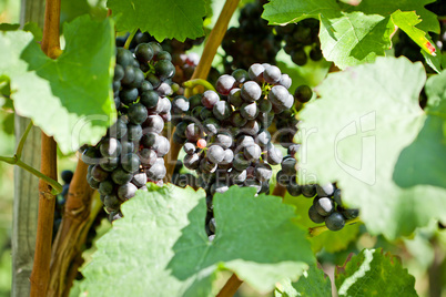 green and red grapevine outdoor in autumn summer