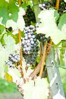 green and red grapevine outdoor in autumn summer