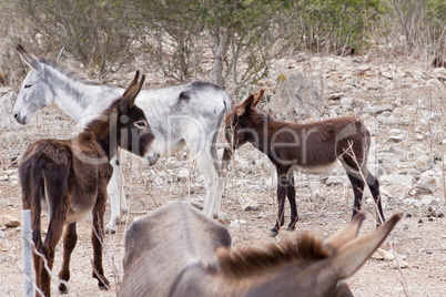 donkeys in field outdoor in summer looking