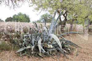 agave plant cactus aloe outside in summer