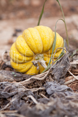 fresh orange yellow pumpkin in garden outdoor