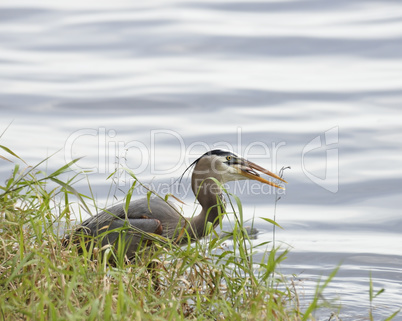 Great Blue Heron