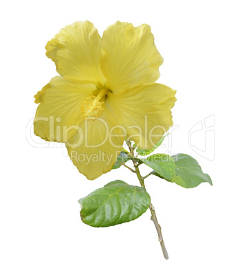 Yellow Hibiscus Flower