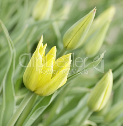 Yellow Tulips