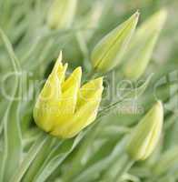 Yellow Tulips