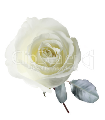 White Rose