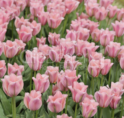 Tulips