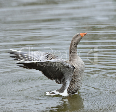 Gray Goose