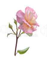 Pink Rose Branch