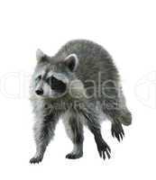 Walking Raccoon