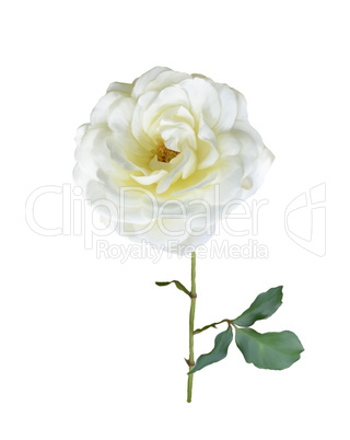 White Rose Branch