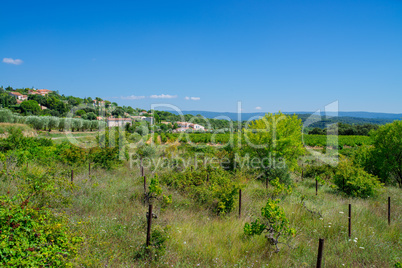 abandoned vineyard