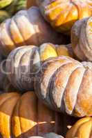 Muscade de Provence cucurbita pumpkin pumpkins from autumn harve