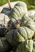 Triamble Tristar cucurbita pumpkin pumpkins from autumn harvest