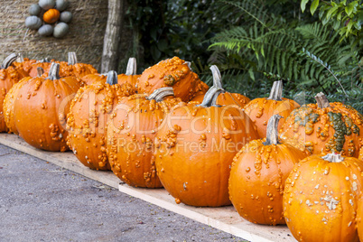 Halloween big Halloween cucurbita pumpkin pumpkins from autumn h