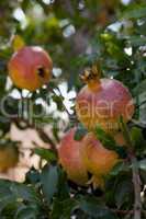fresh ripe pomegranate tree outdoor in summer