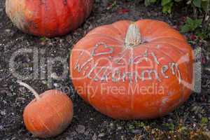 Herzlich willkommen, cucurbita pumpkin pumpkins from autumn harv